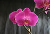 My Gallery: Image