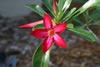 My Gallery: Image