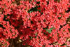 My Gallery: Image