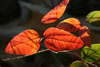 My Gallery: Image