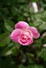 My Gallery: Image