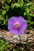 My Gallery: Image
