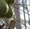 My Gallery: Image