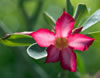 My Gallery: Image